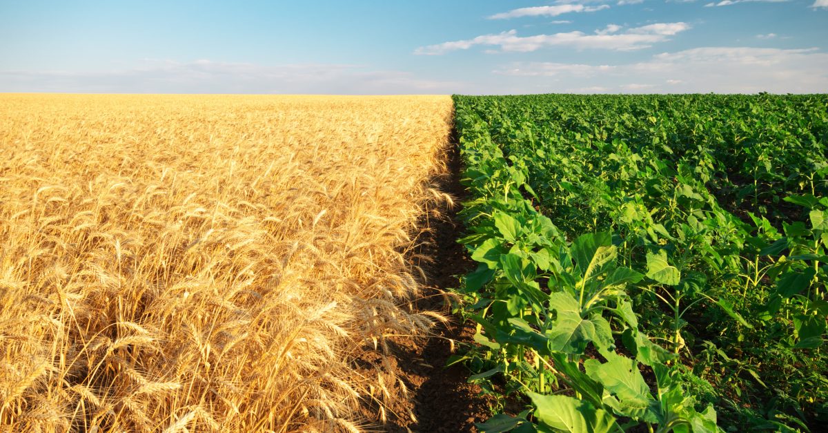 Meadow of wheat and sunflowers. Agriculture composition.